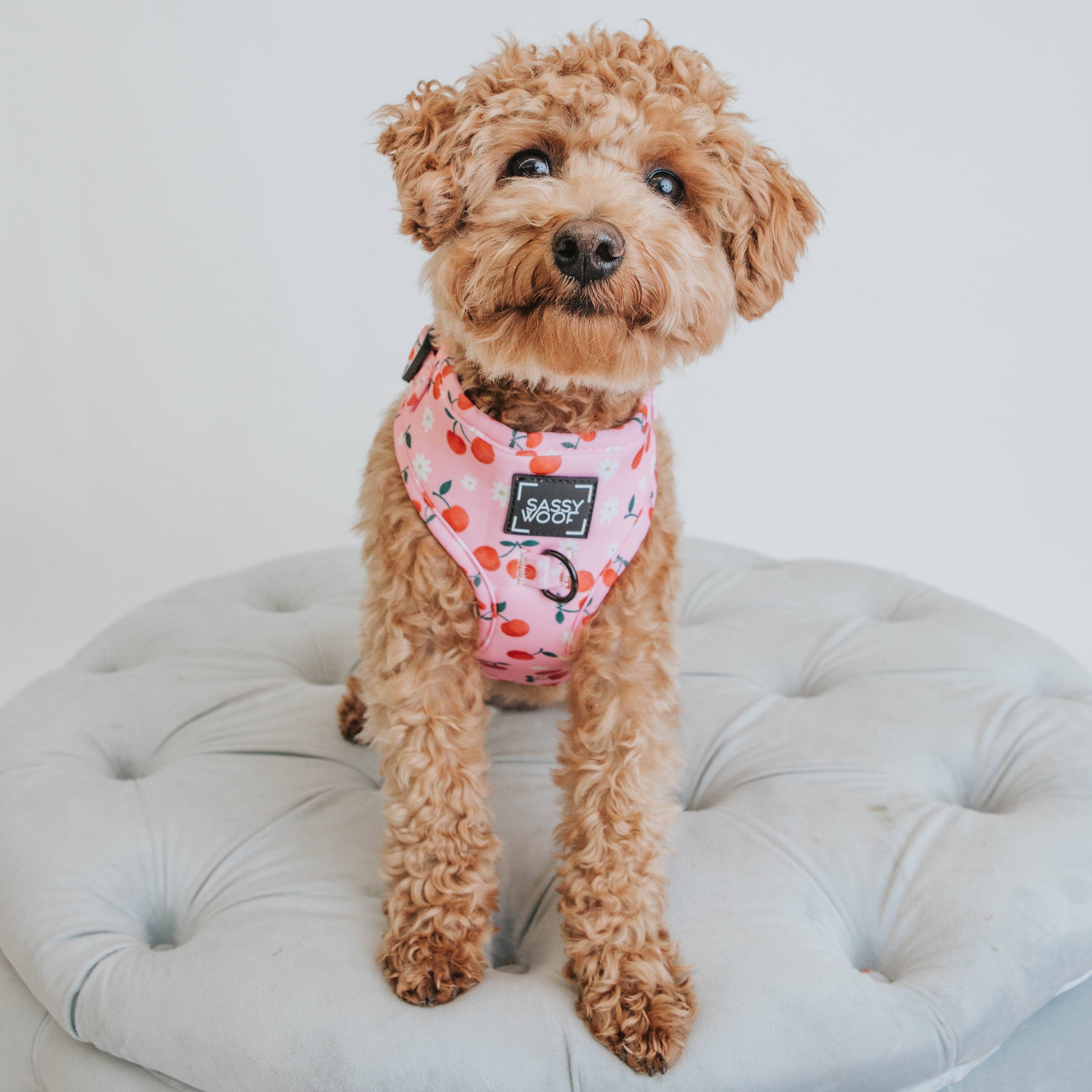 SASSY WOOF - Dog Adjustable Harness - Mon Cherry: XS